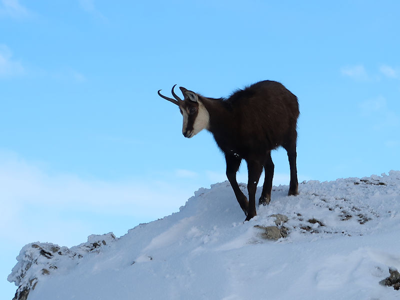 Chamois.jpg