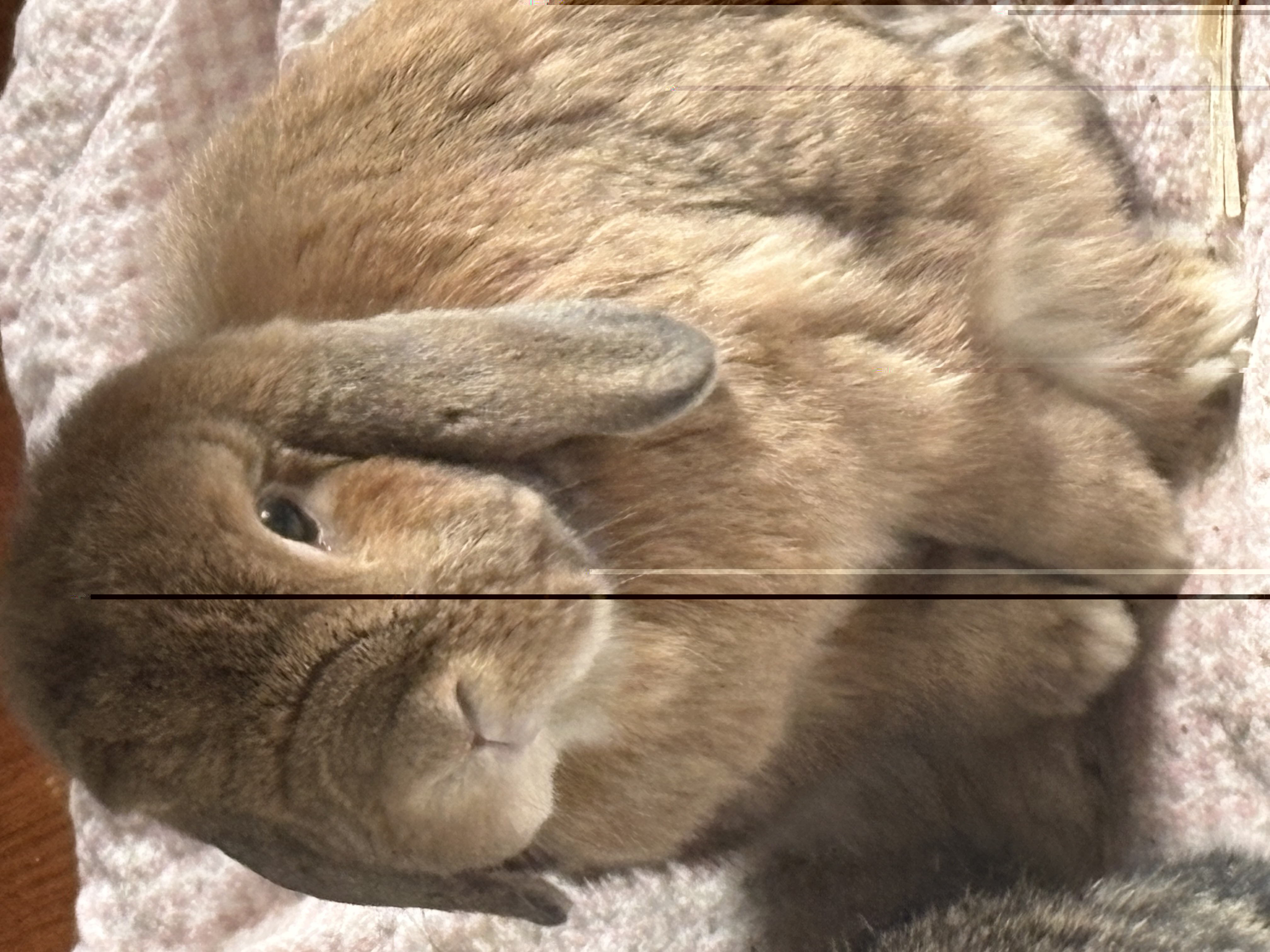 IMG_4944.jpeg